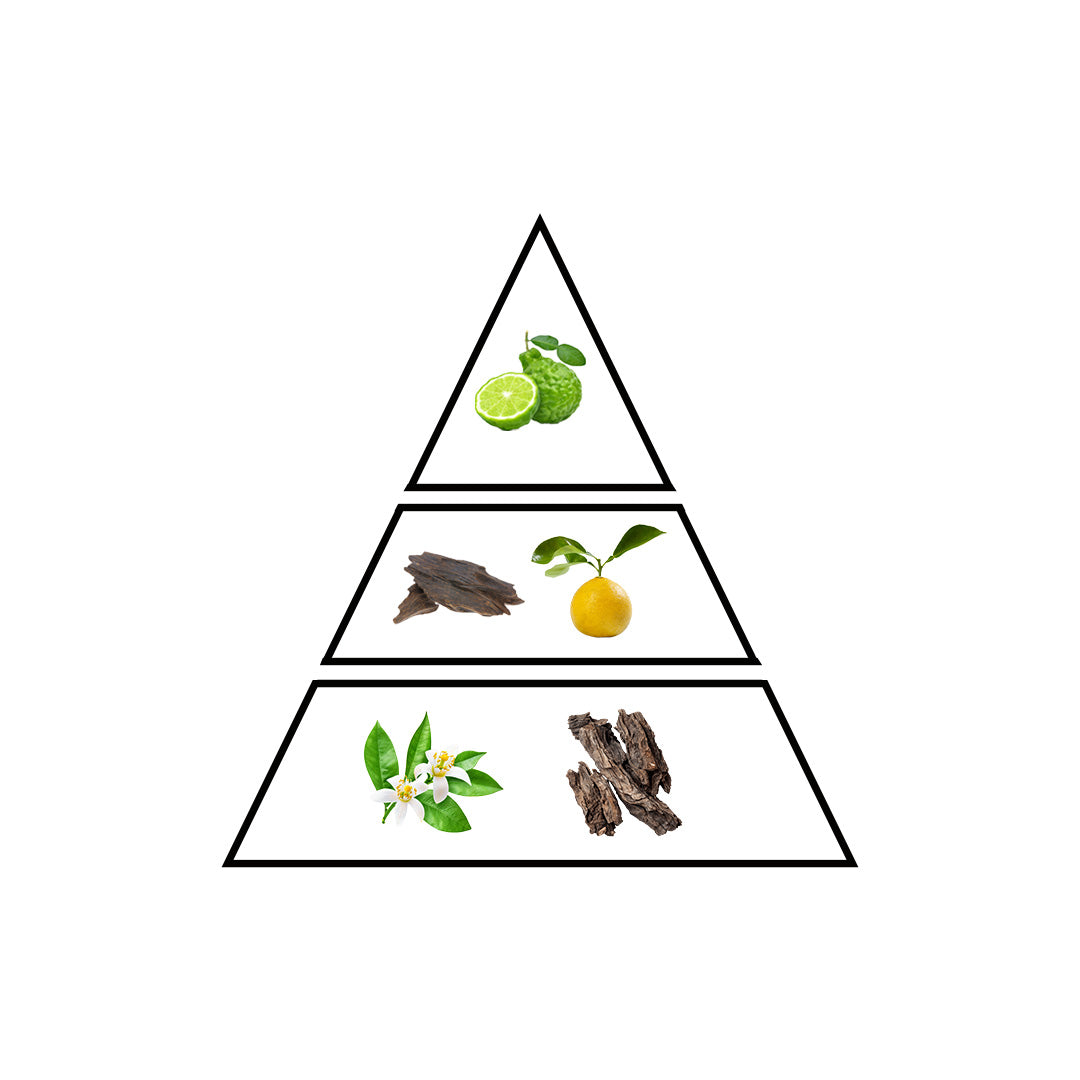 Earth fragrance notes pyramid - Herbal and Bergamot top, Vanilla and Jasmine heart, Sandalwood and Agarwood base