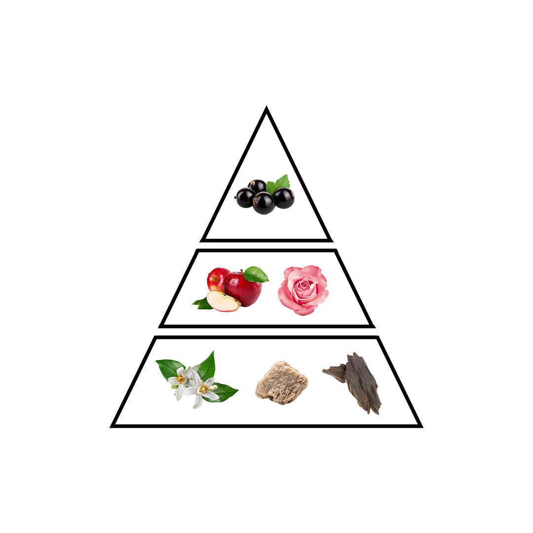 Water fragrance notes pyramid - Black Currant and Apple top, Patchouli and Jasmine heart, Musk and Agarwood base